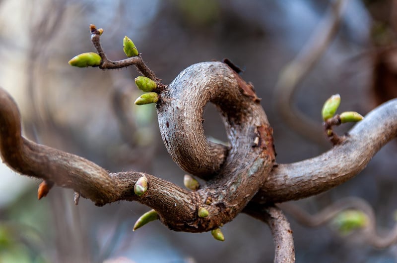 Enigmatic Sprouts