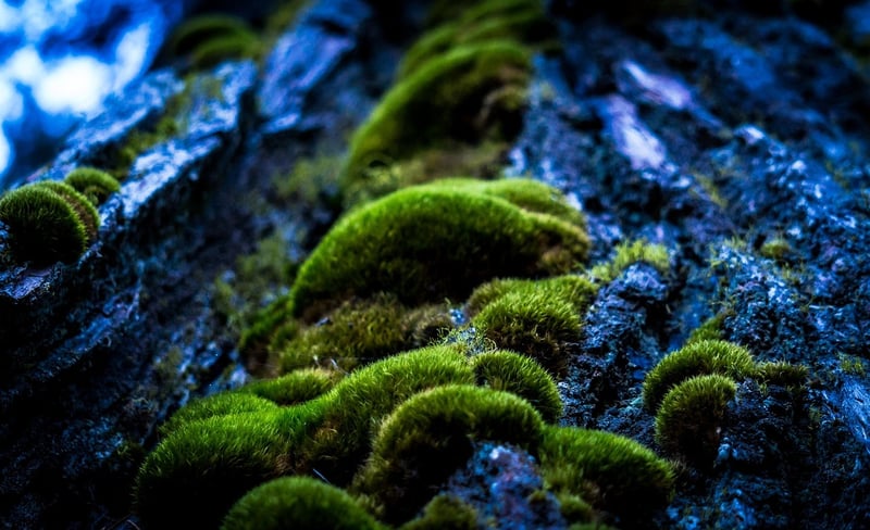 Mystical Growth