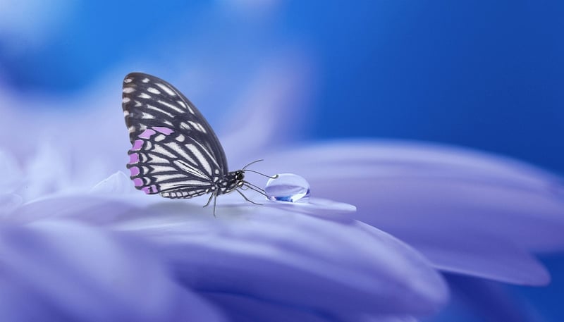 Mystical Seeds