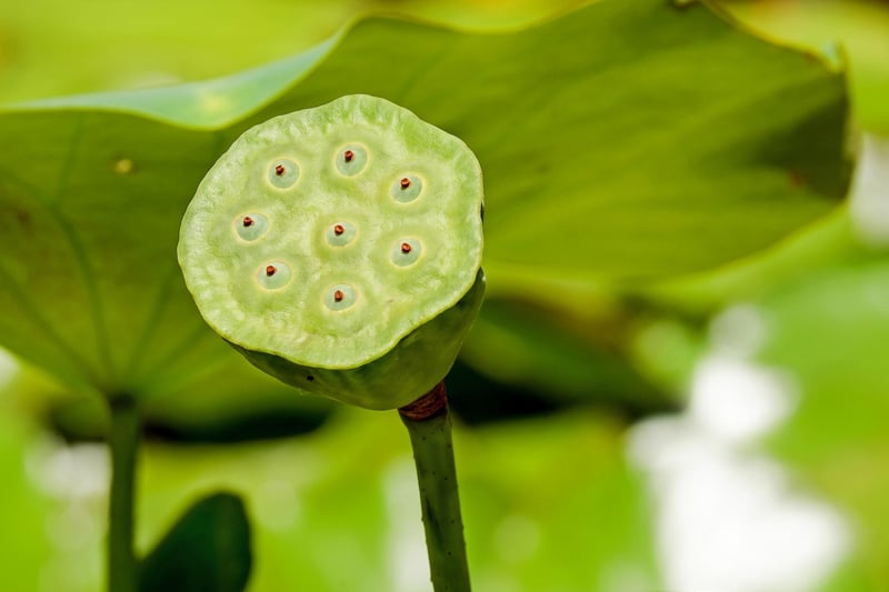 Lotus Flower