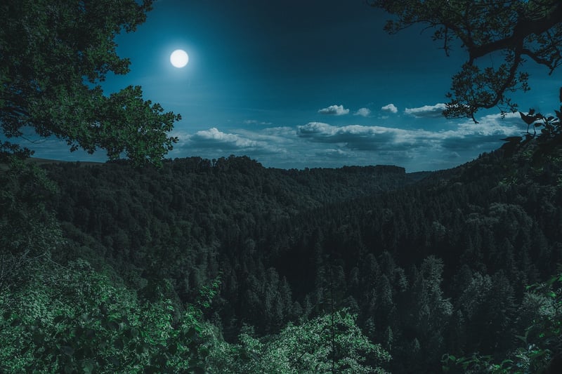 Moonlit garden with blooming flowers